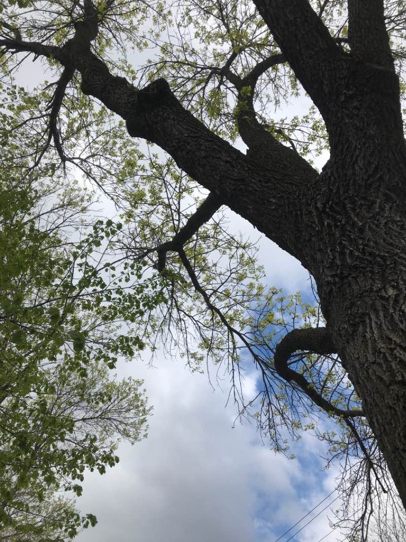 walking near me in Above the Falls Regional Park in winter