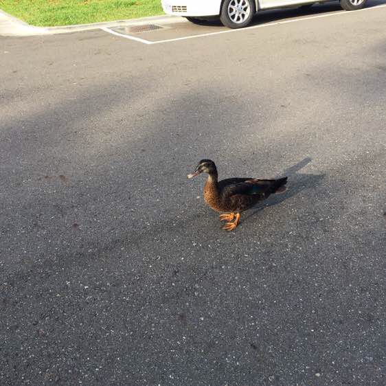 bluesstar0616 post 1