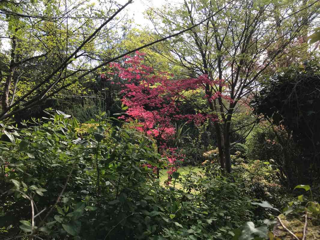 walking near me in Linear Park in winter