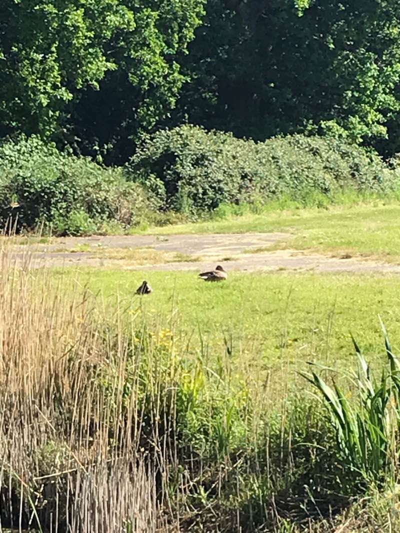 walking near me in King George V Playing Fields in winter