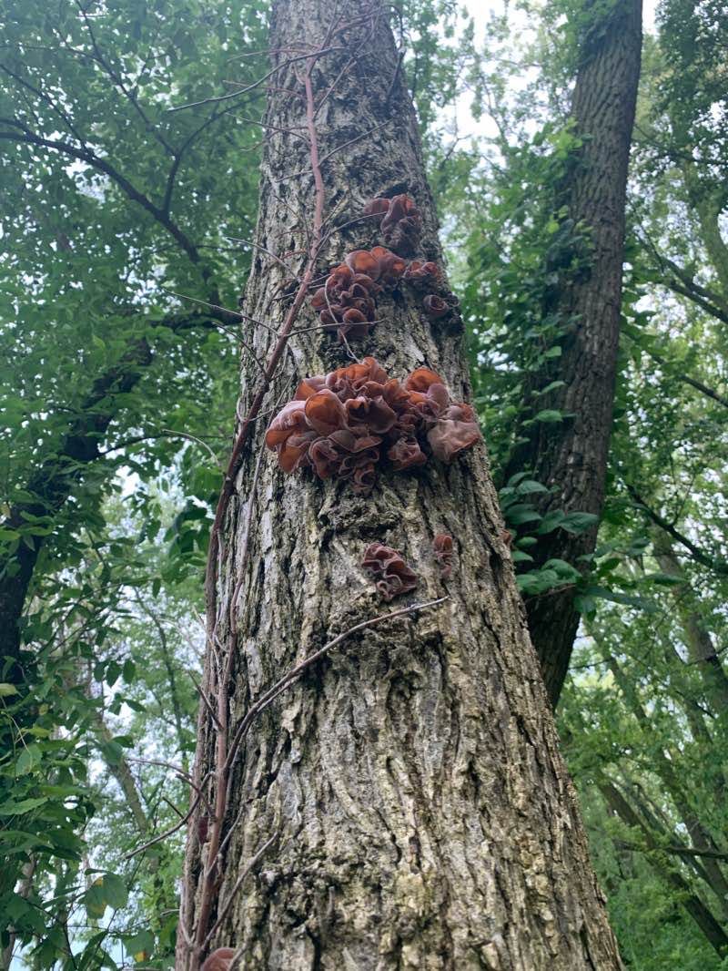 walking near me in Constant Park in winter