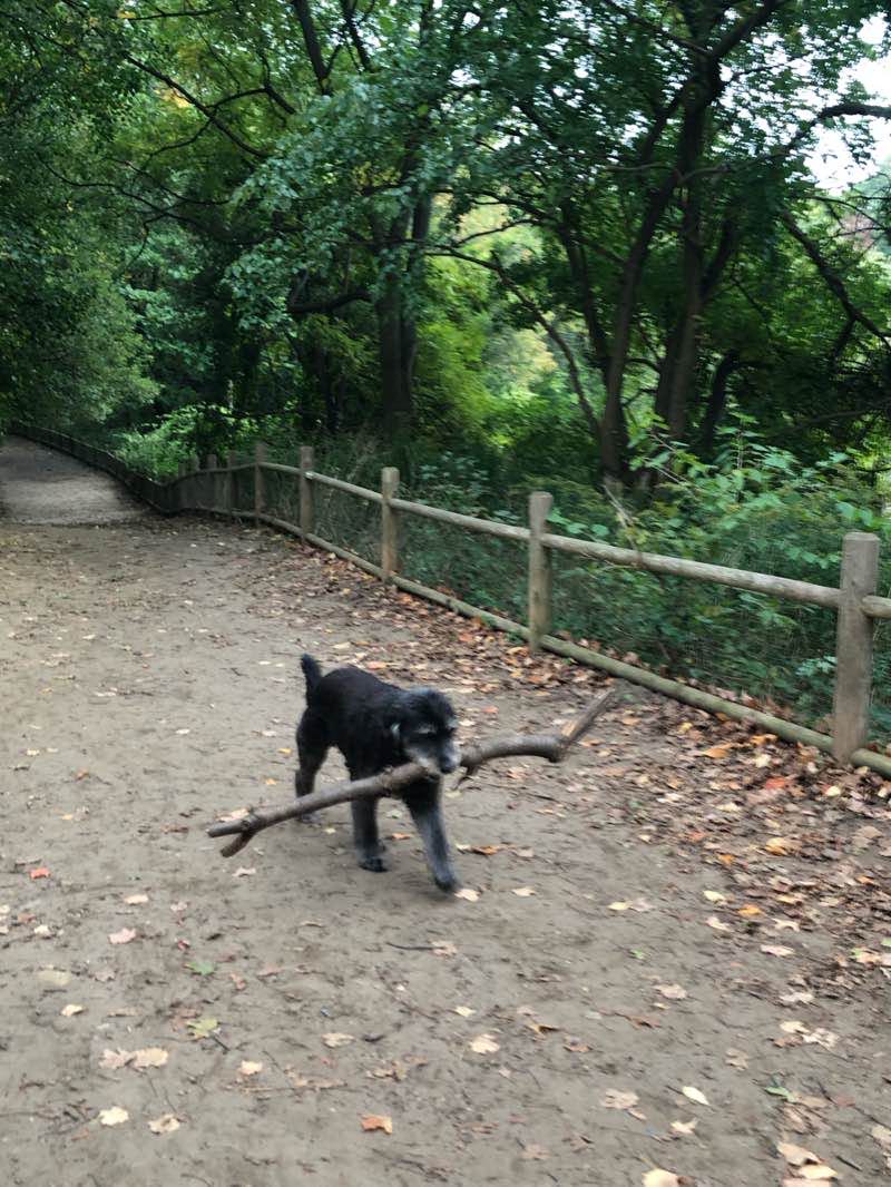 walking near me in Coronation Park in winter