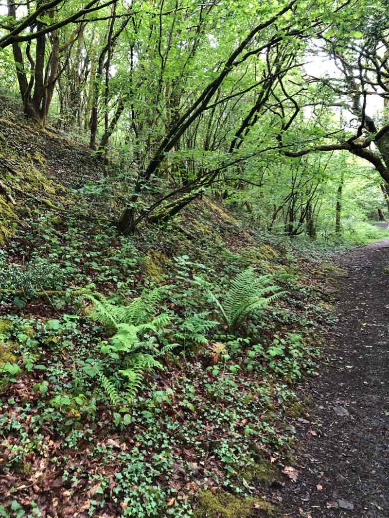 walking near me in Ynys Dawela Nature Park in winter