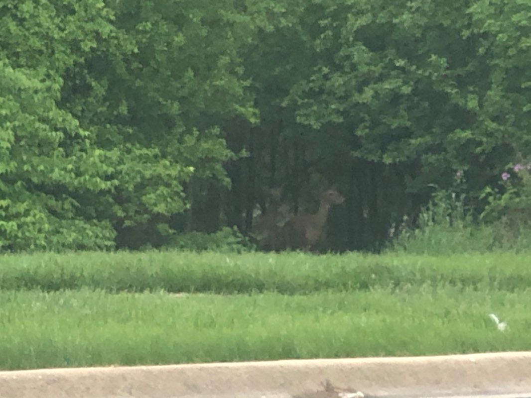 walking near me in Veterans Park in winter
