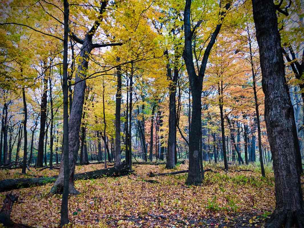 walking near me in Herrick Lake Forest Preserve in winter