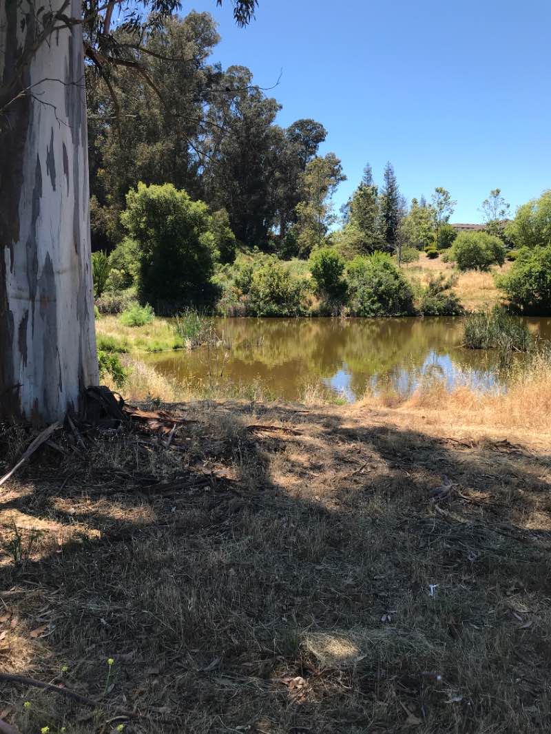 walking near me in Shoreline Park in winter