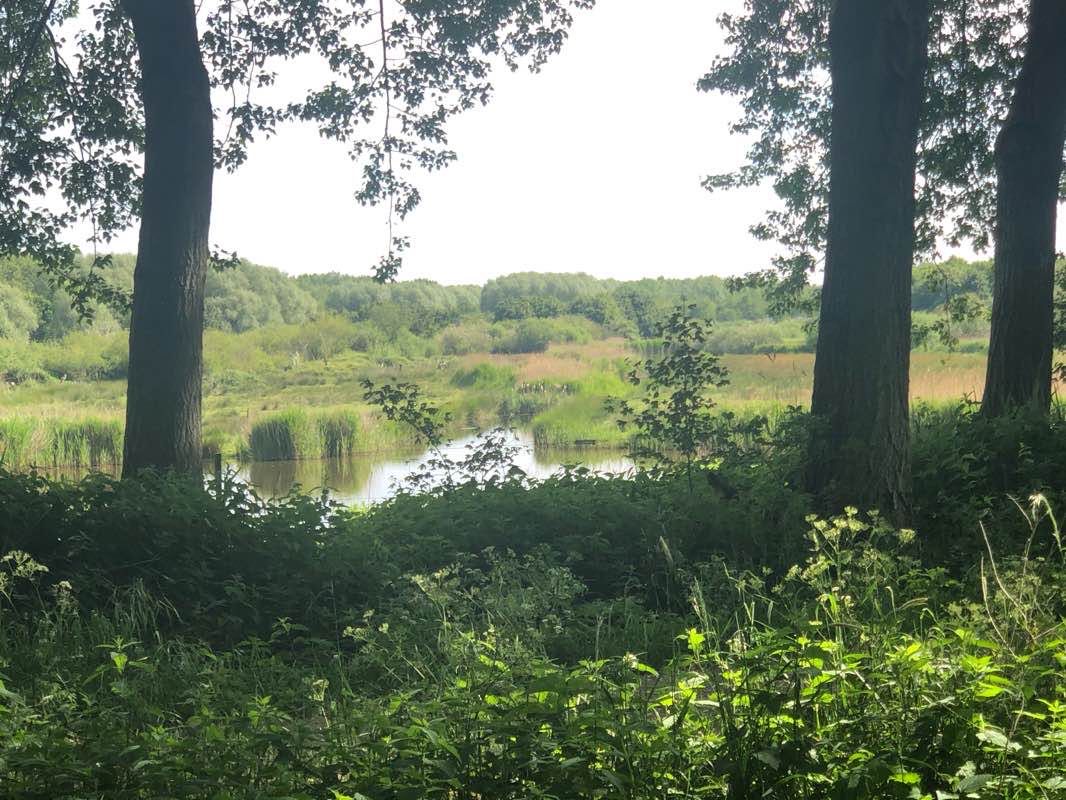 walking near me in Bieslandse Bos in winter
