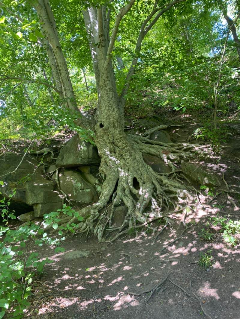 walking near me in Blackwater Creek Natural Area in winter