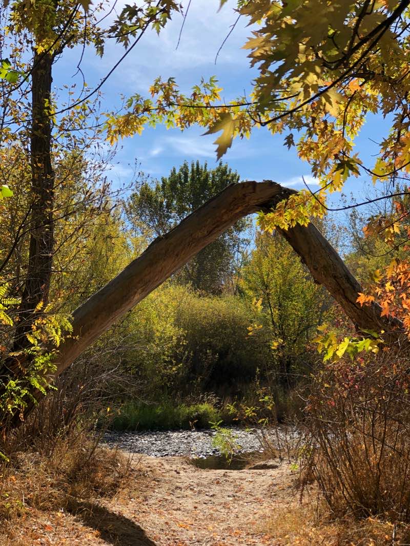 walking near me in Reid Merrill Park in winter