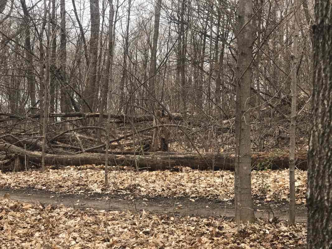 walking near me in Clearwater Mills Park in winter