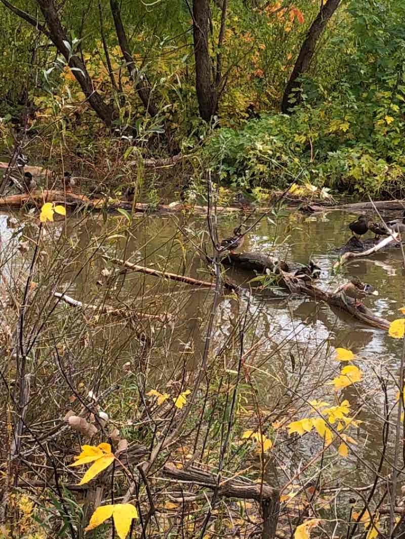 walking near me in Christ-Roi in winter