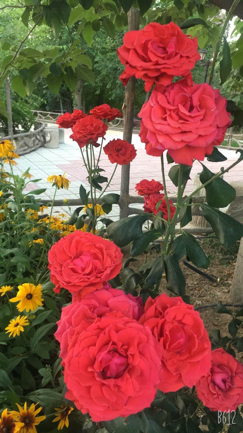 walking near me in Shahrdari Garden in winter
