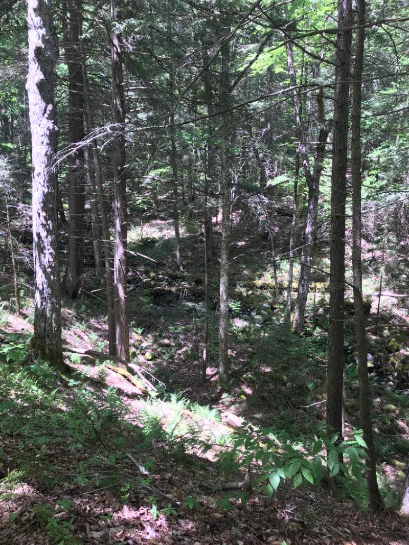 walking near me in Capital District Wildlife Management Area in winter