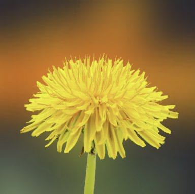 Flowers 🌺 are blooming. pinks post image