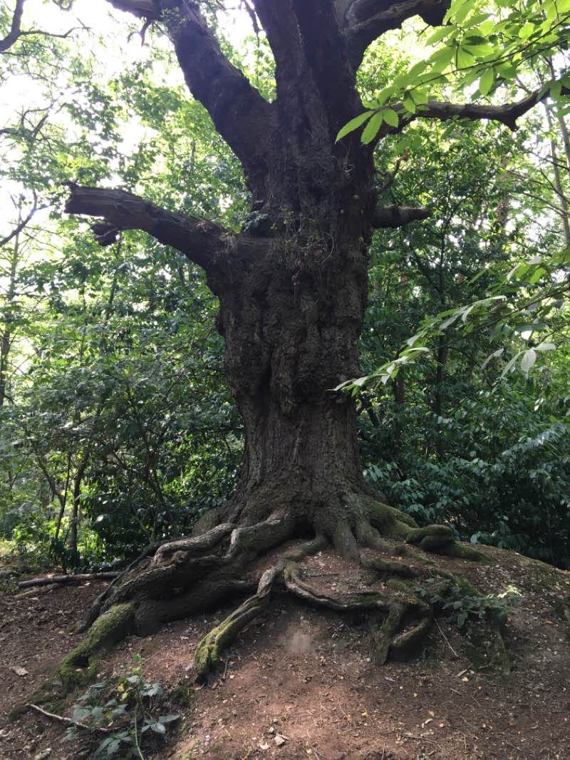 walking near me in Warley Playing Fields in winter