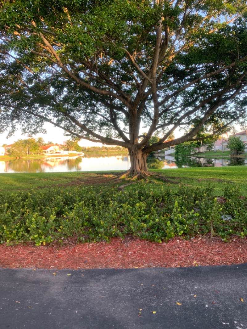 walking near me in Flamingo Park in winter
