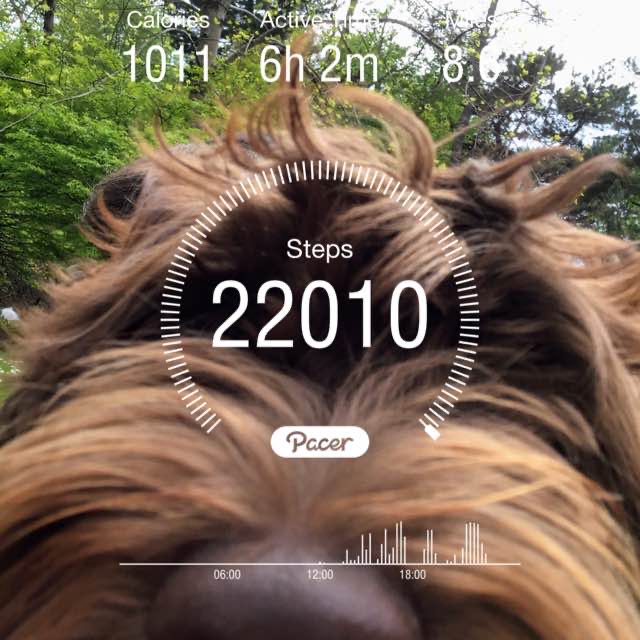 🍫💥hazel4the👑🐶 post 1