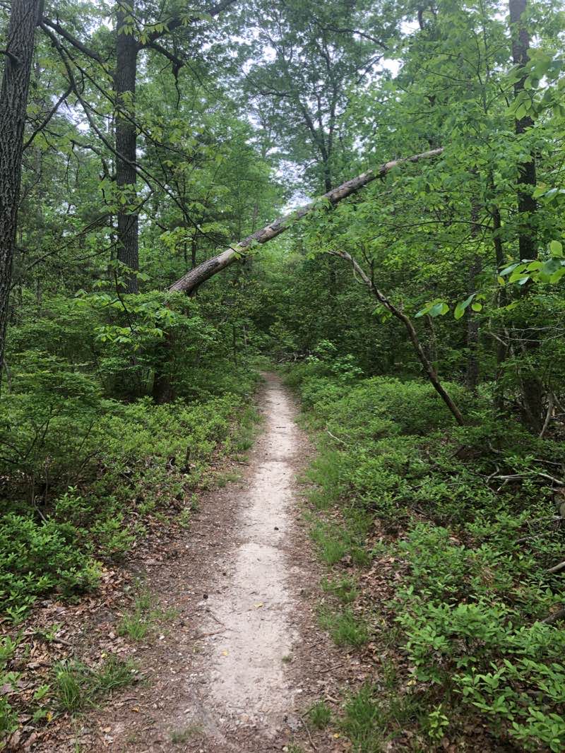 walking near me in Cedarville State Forest in winter