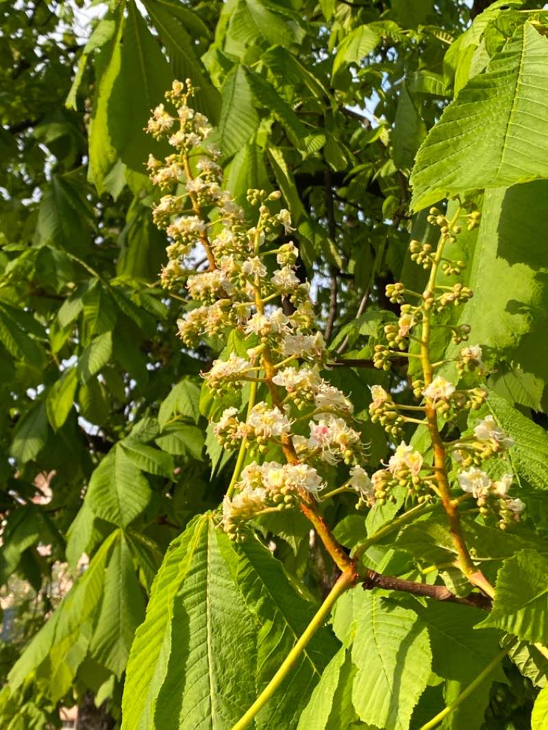 walking near me in Malkų turgaus skveras in winter