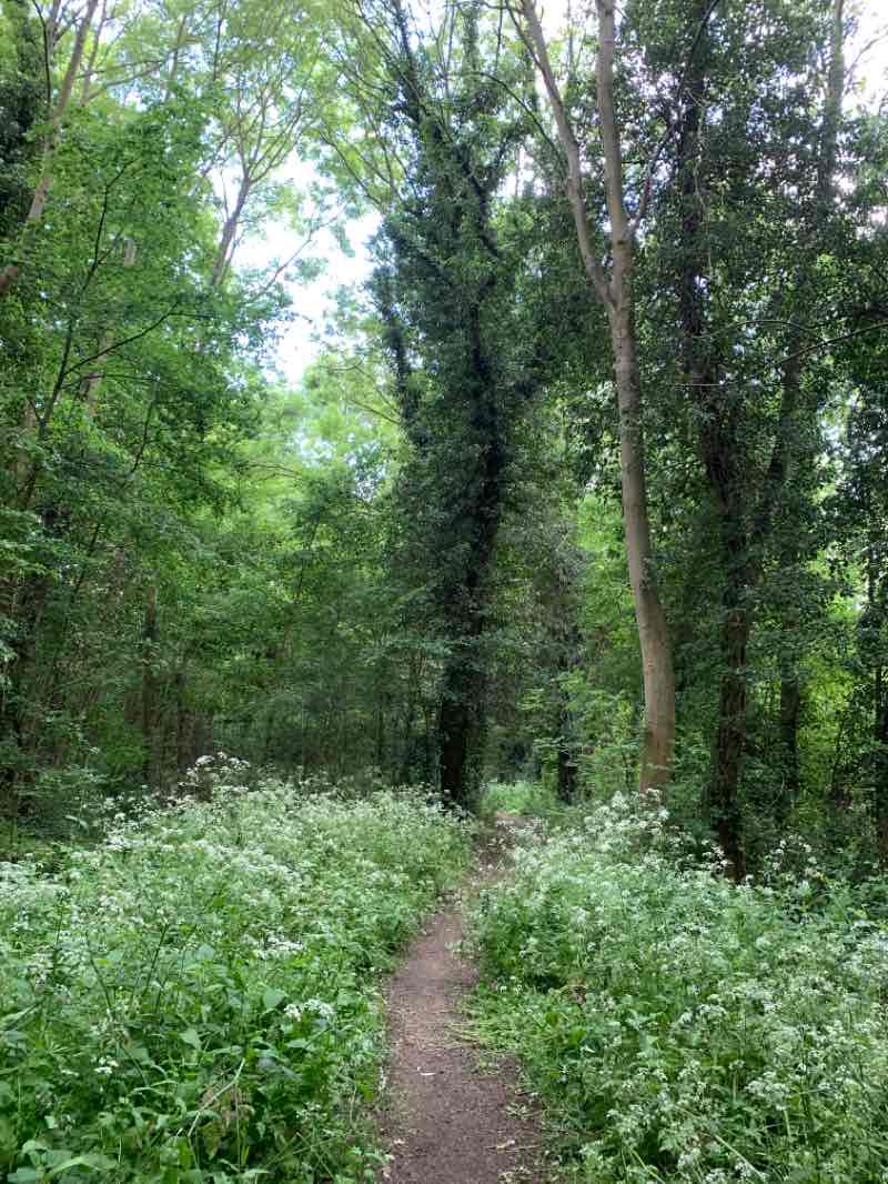 walking near me in Cranford Park in winter