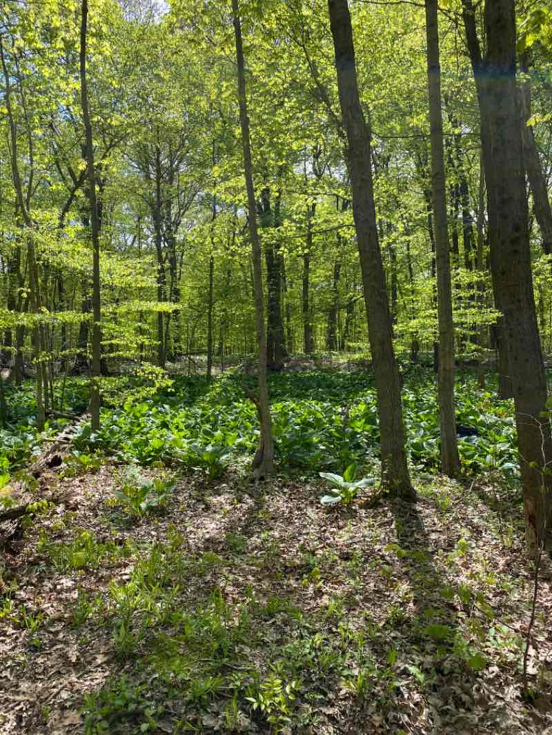 walking near me in Pilcher Park in winter