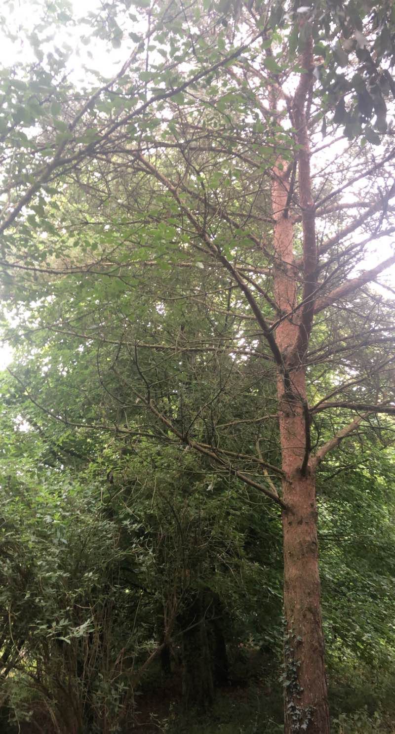 walking near me in Kilkenny Castle Park in winter
