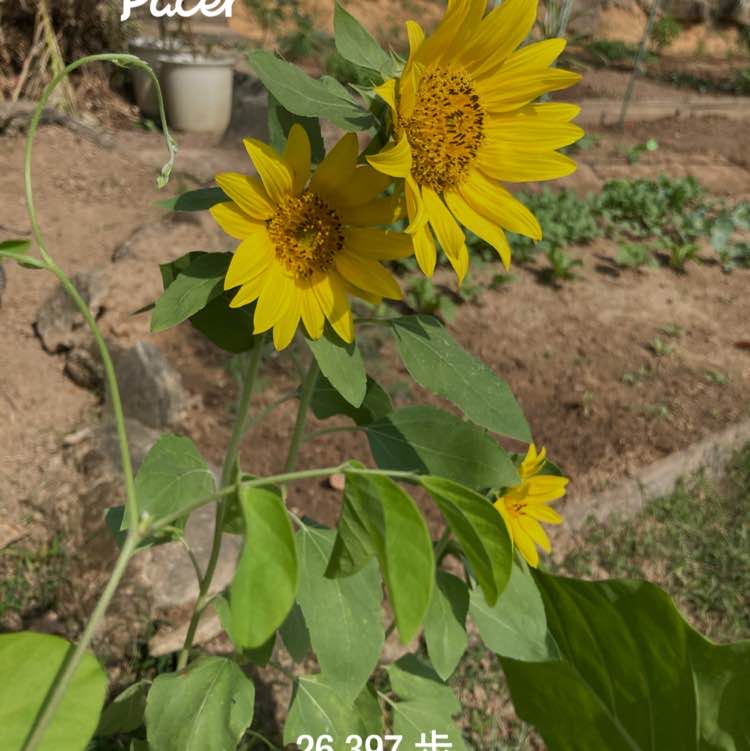 WOng KW ai post 1