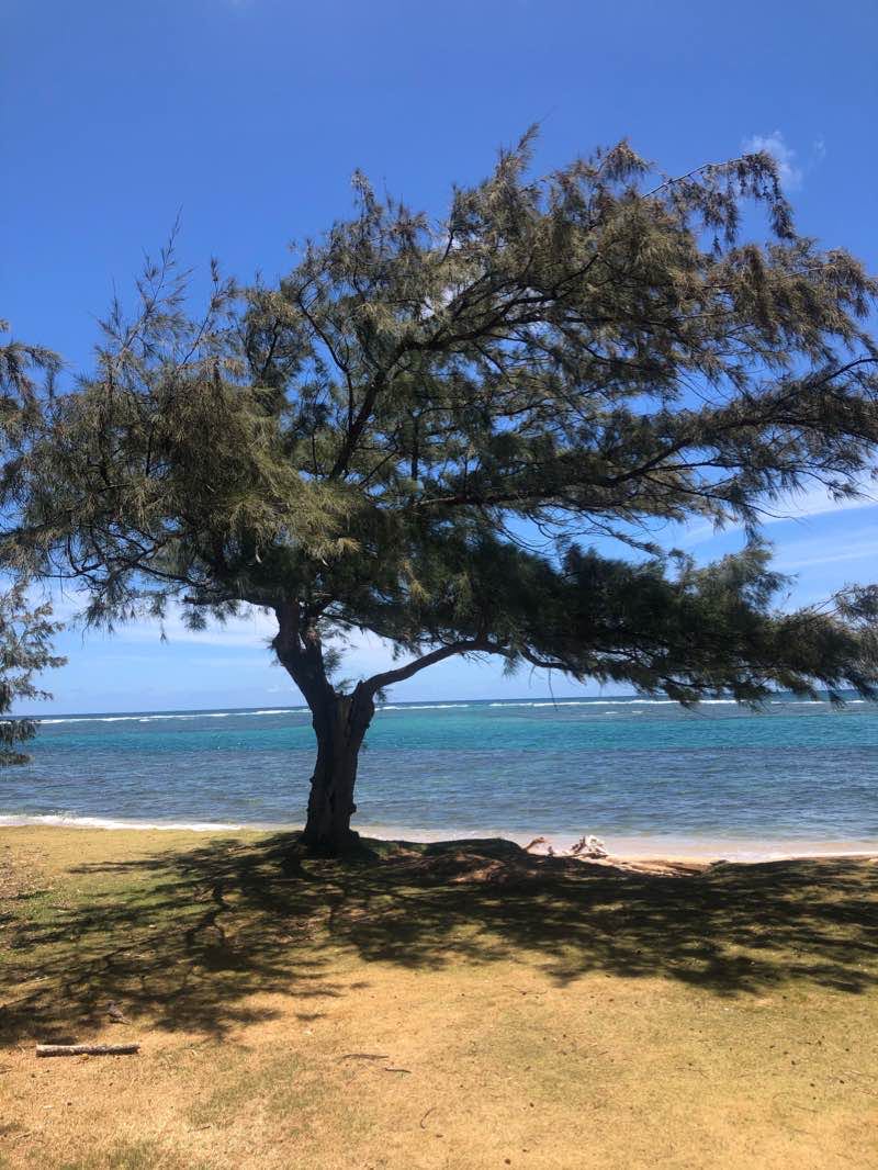 walking near me in Kapaa Beach Park in winter