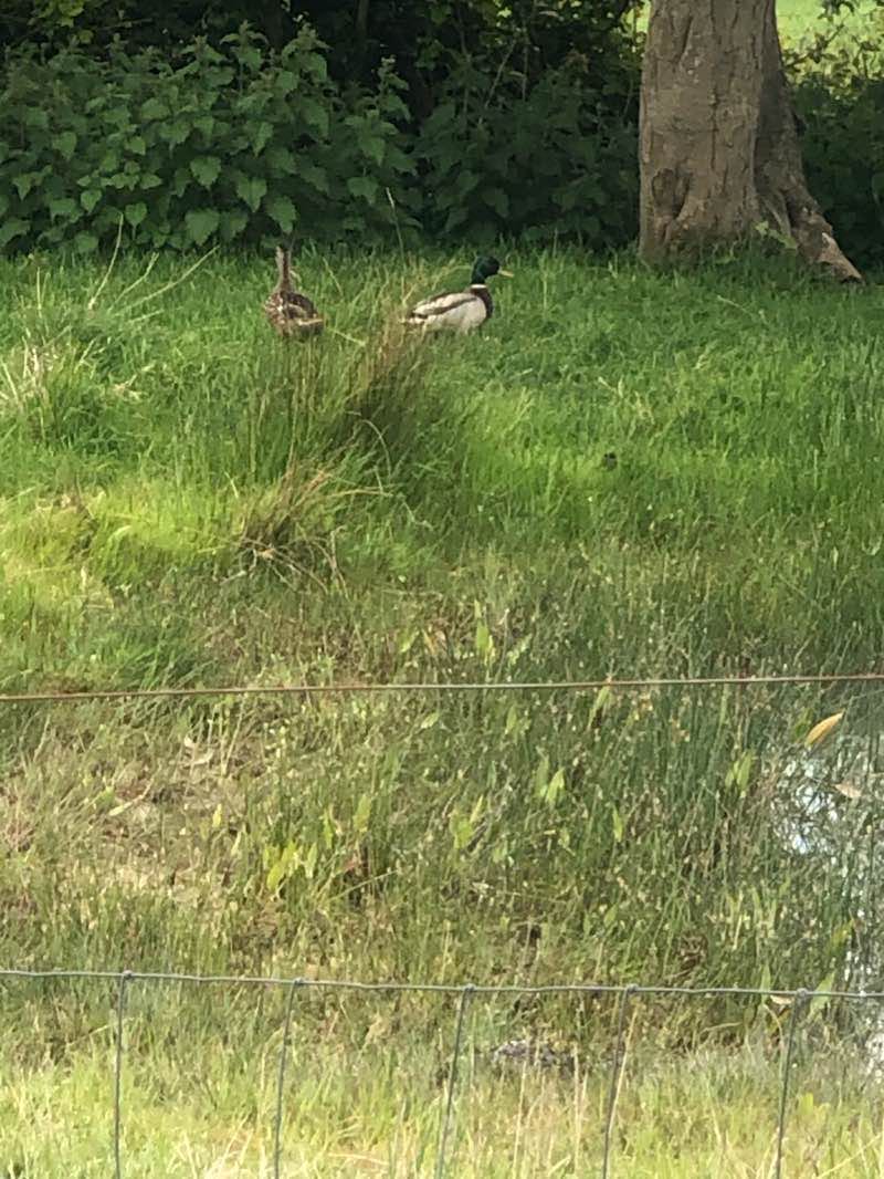 walking near me in McIntyres Field in winter