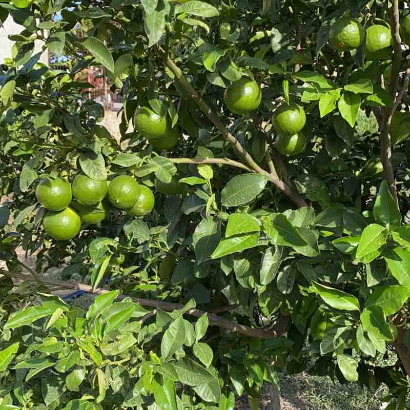 az.ag.italkentie post 2