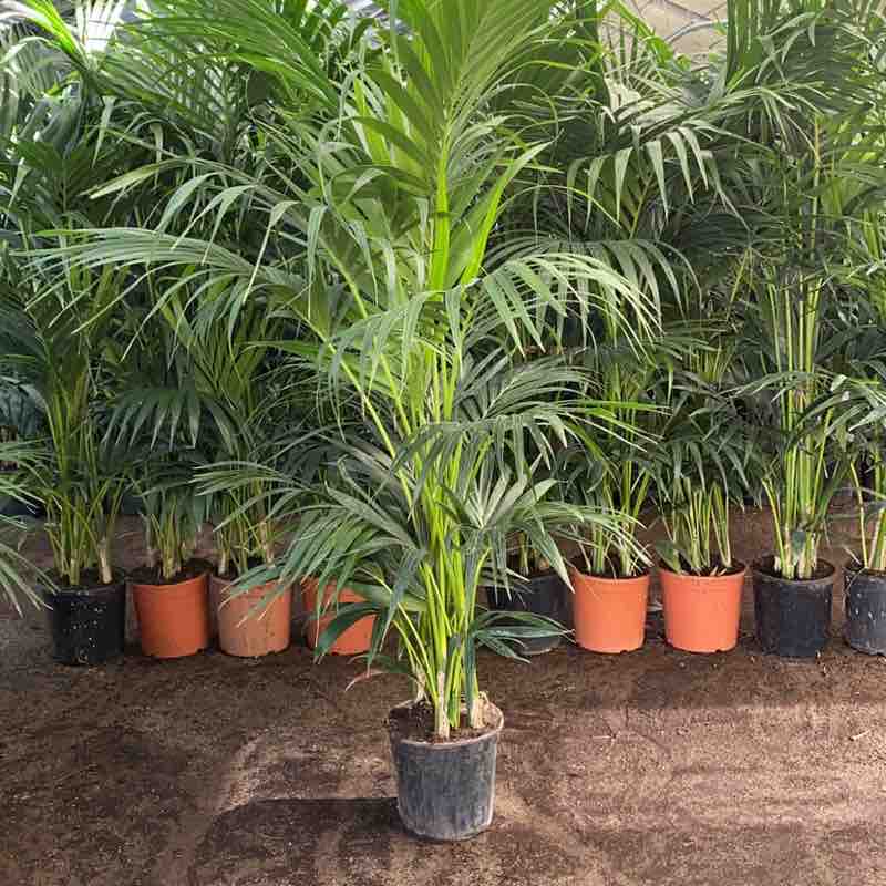 az.ag.italkentie post 3