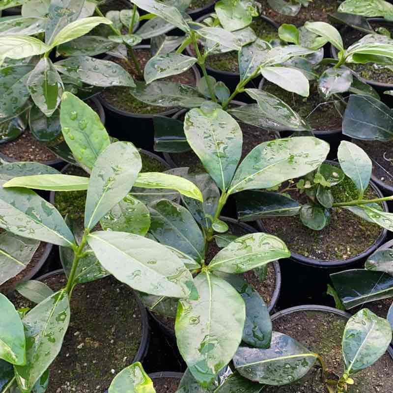 az.ag.italkentie post 2