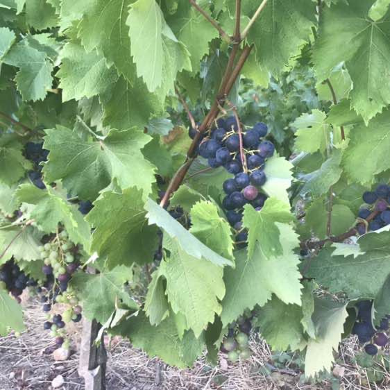 Betty🇦🇷🇮🇹💞💞 post 2