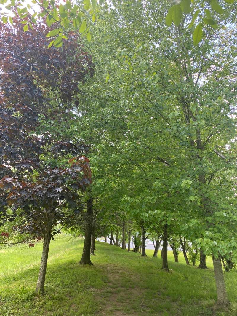 walking near me in Don Greenhill Park in winter