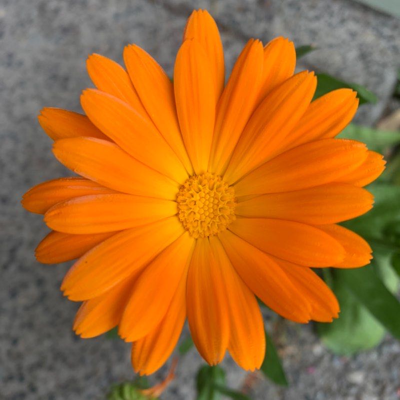 Julia_the_fastest post 1