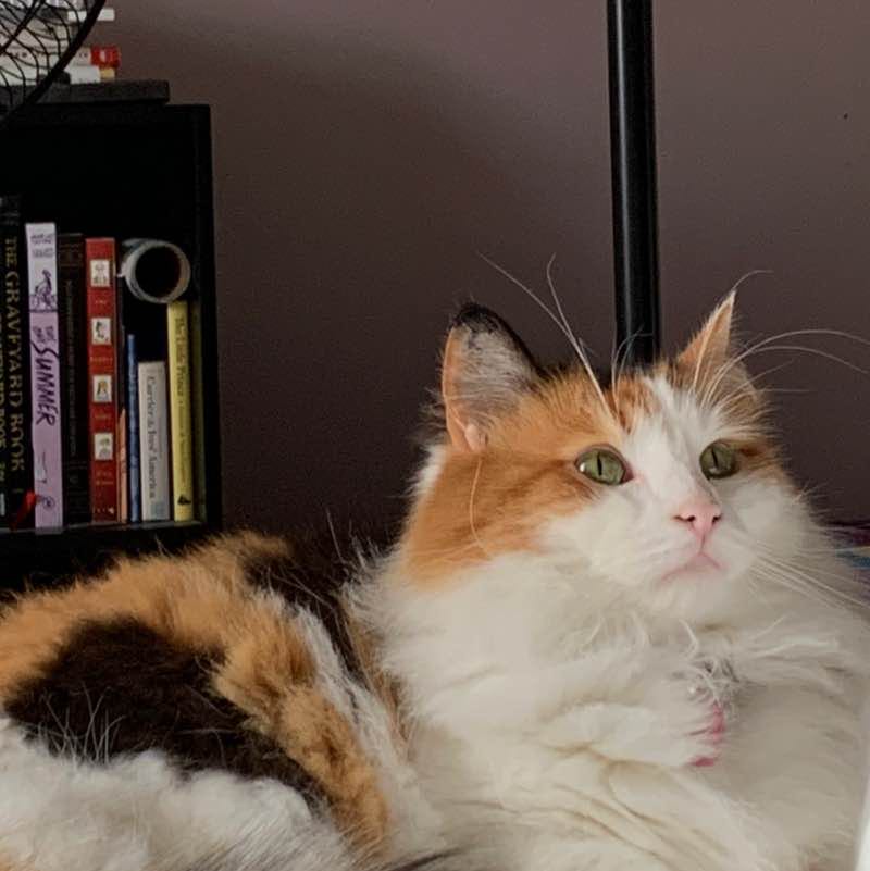 Julia_the_fastest post 2