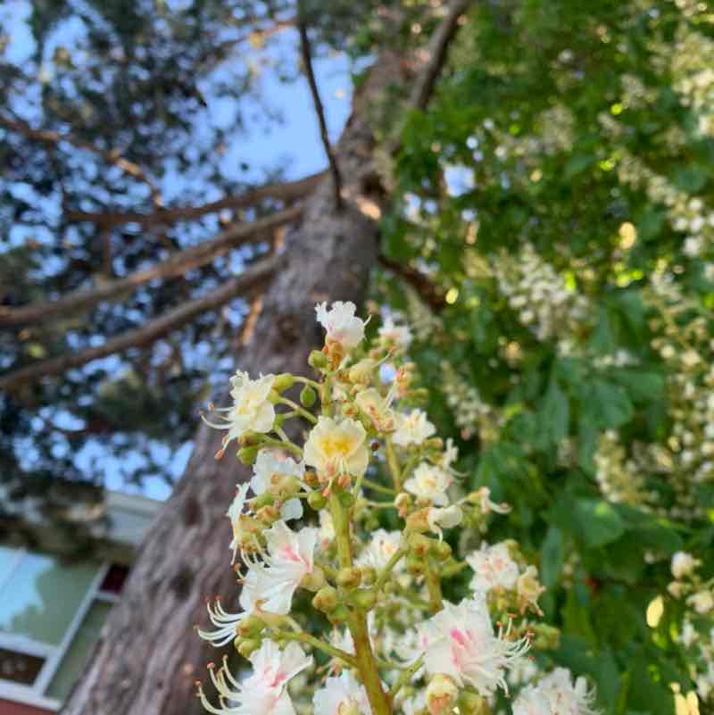 Julia_the_fastest post 1