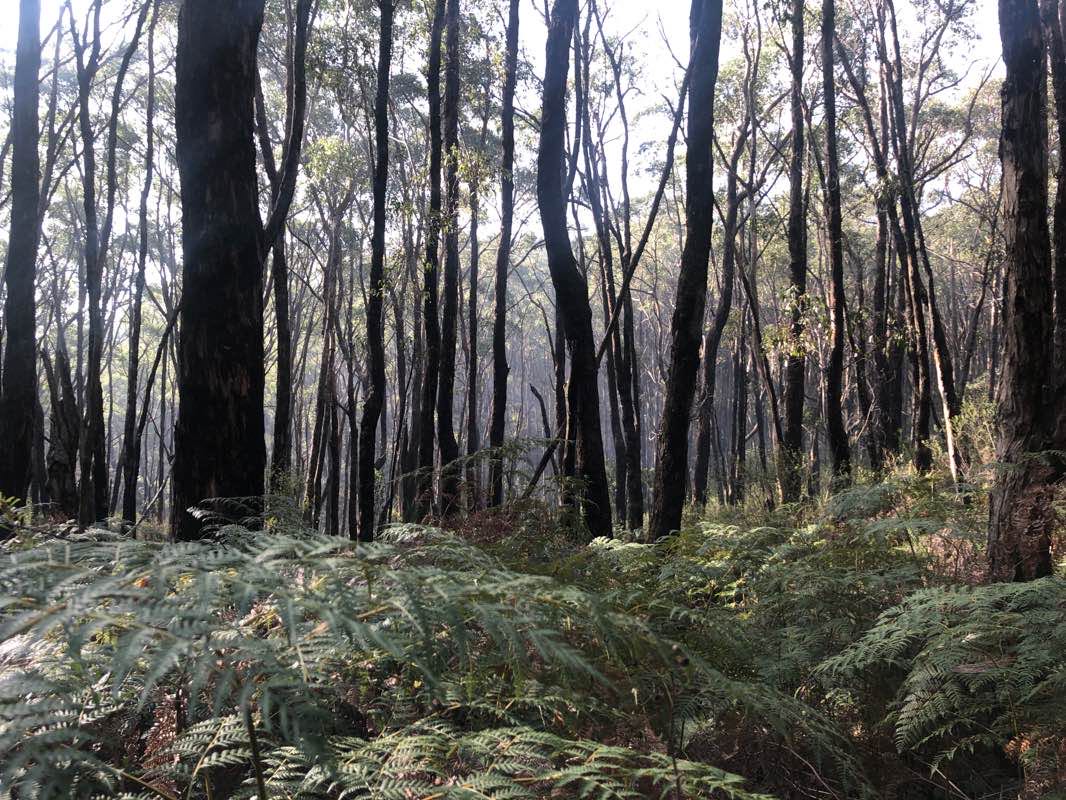 walking near me in Giles Conservation Park in summer