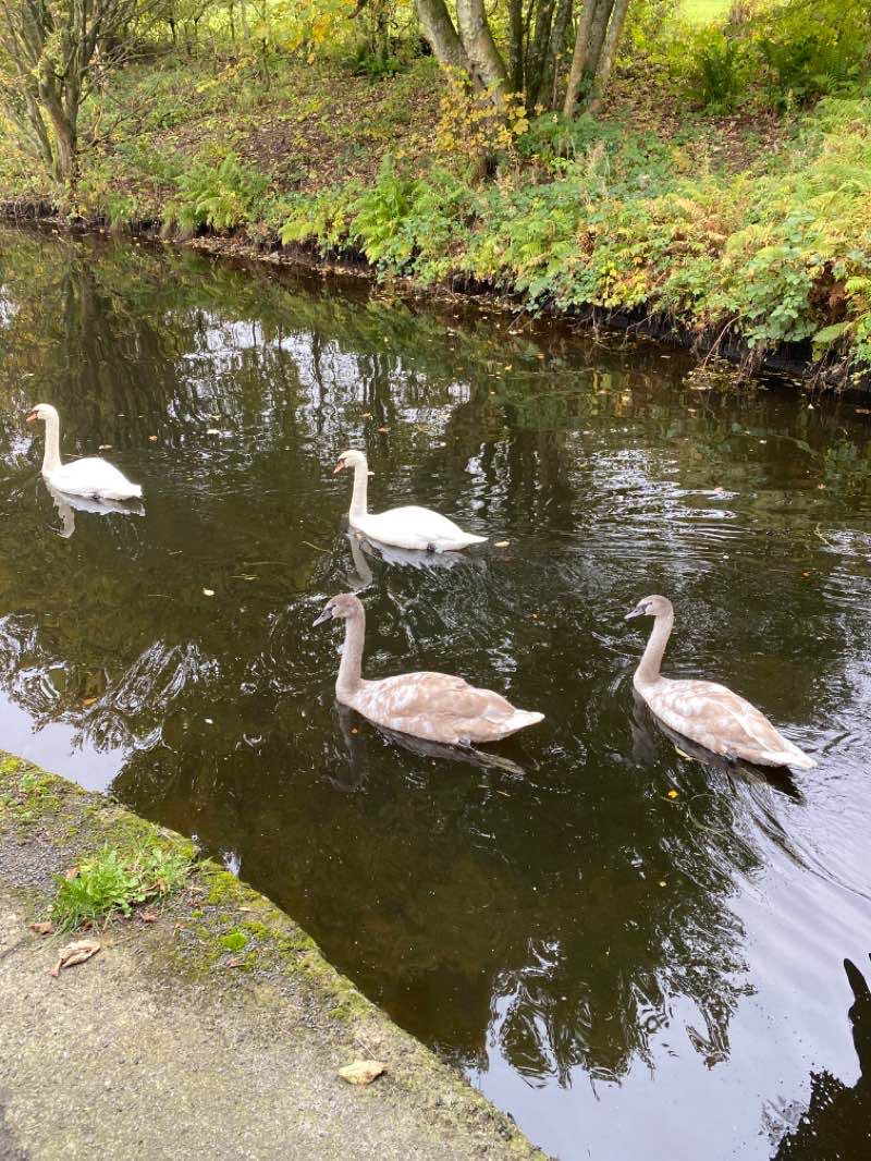 walking near me in Glenfuir Road Open Space in winter