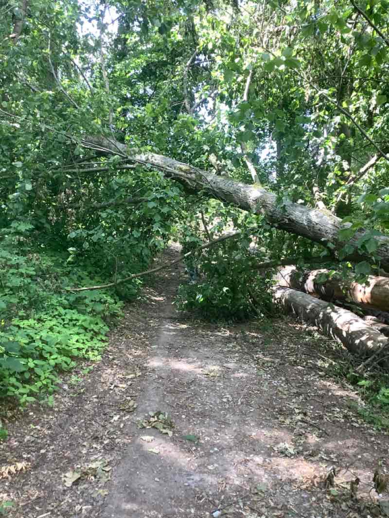 walking near me in Alter Kurpark in winter