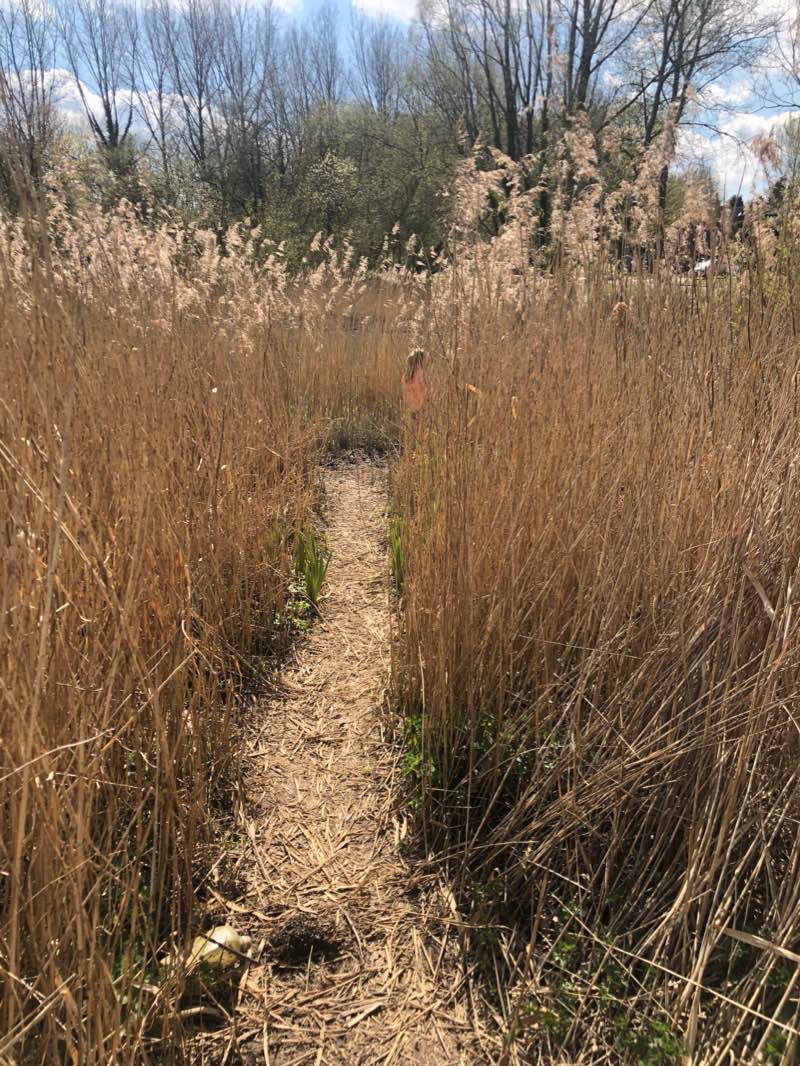 walking near me in Telford Town Park in winter