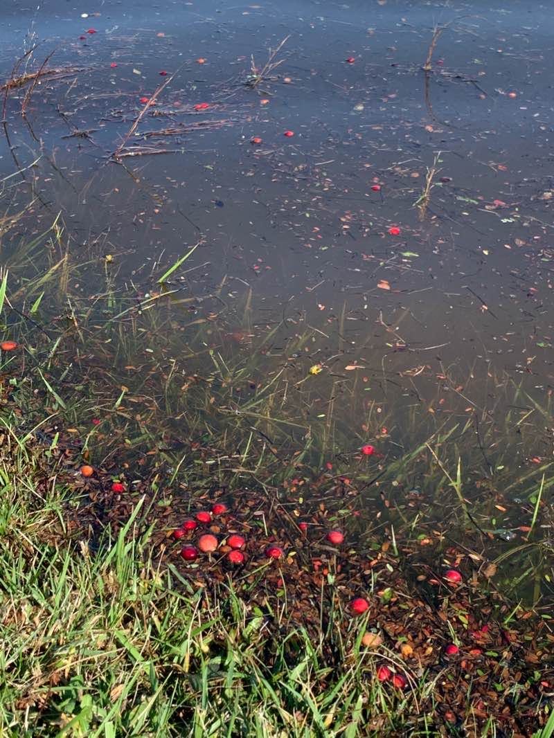 walking near me in Madequecham Valley in winter