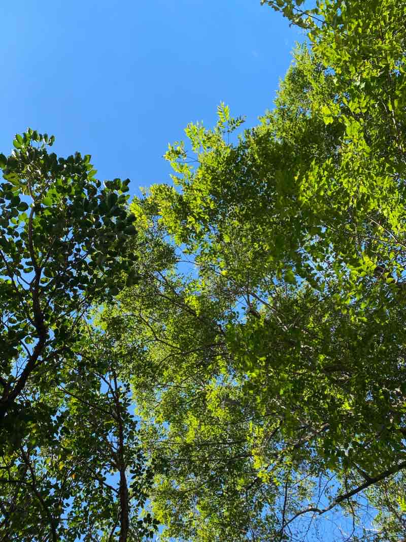 walking near me in Enviornment Park in winter