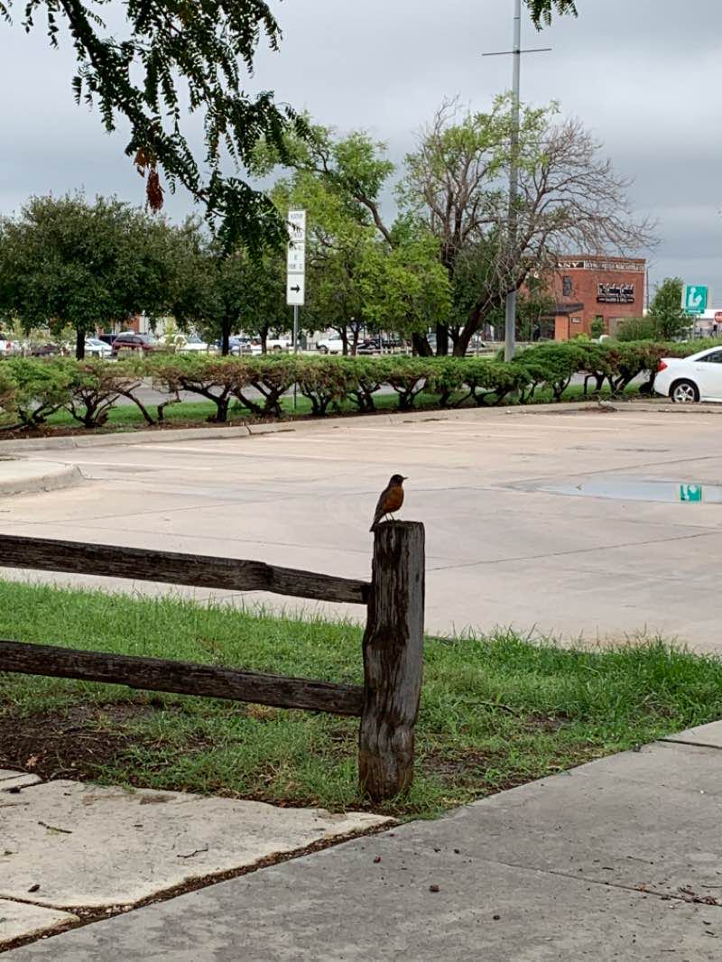 walking near me in Optimist Park in winter