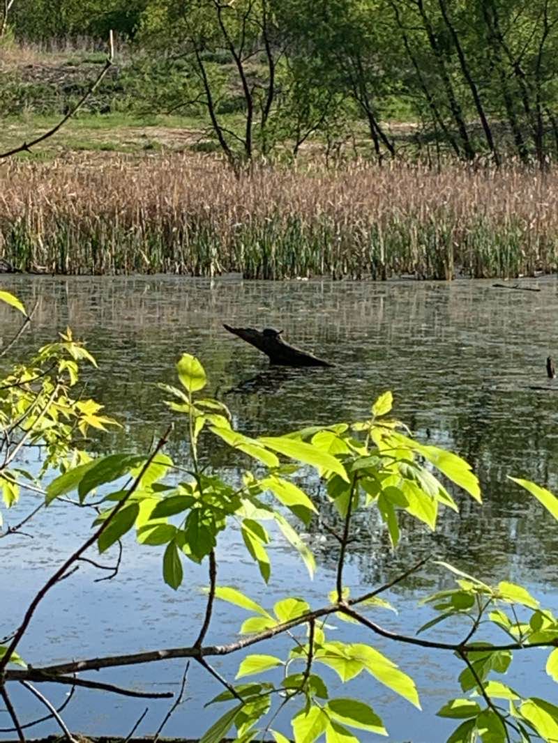 walking near me in General Mills Research Nature Area in winter