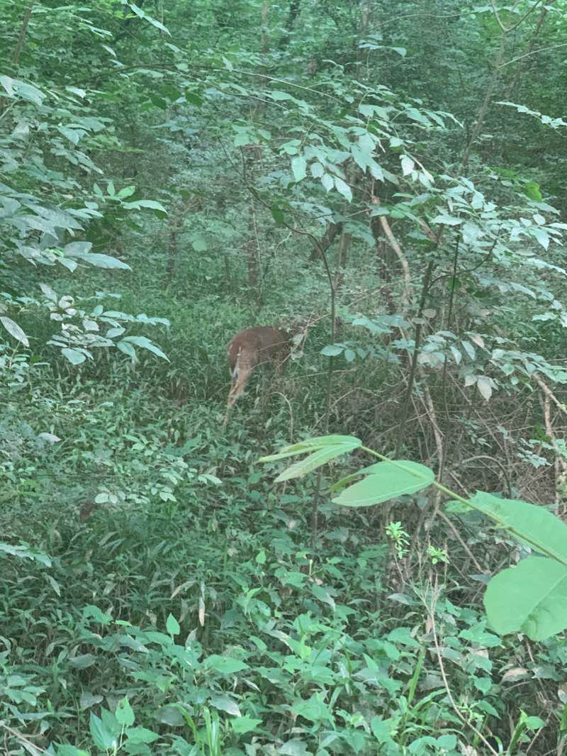 walking near me in Oconee River Greenway in winter