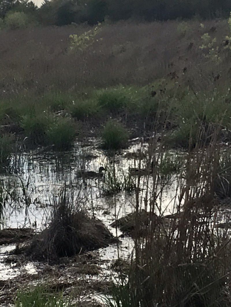walking near me in Frohring Meadows in winter