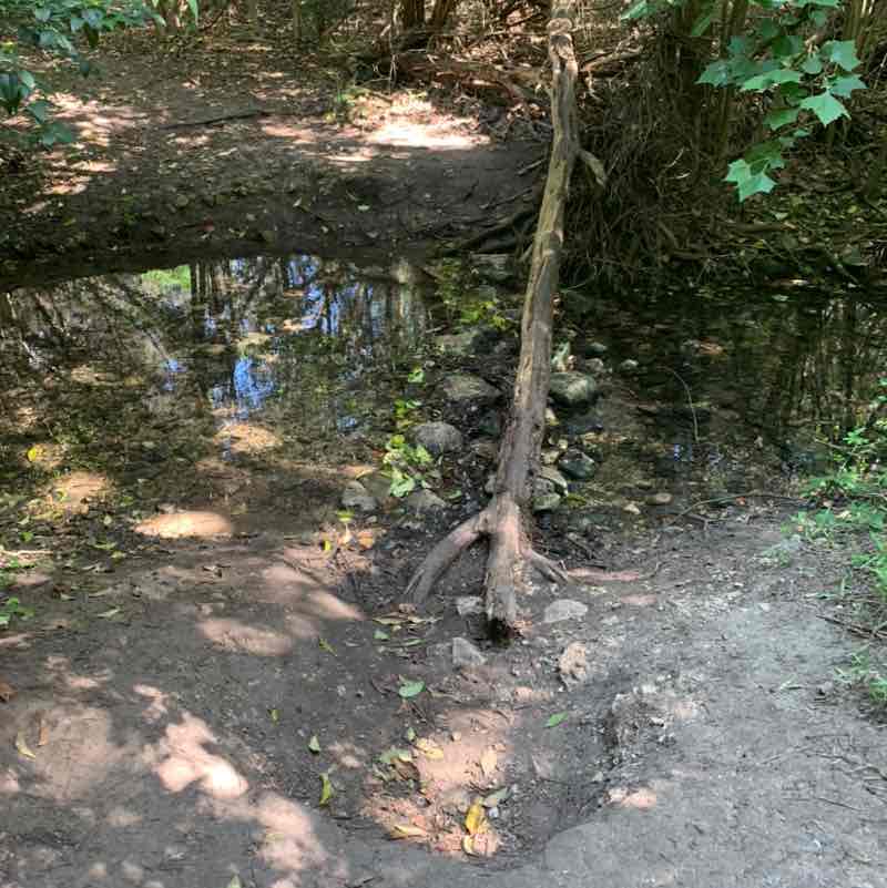 Telexa41 Walking Group Raghu post image