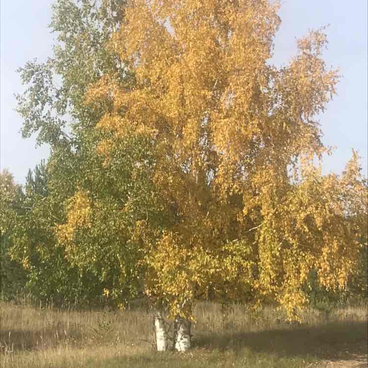 Юлия Яковлева post 3