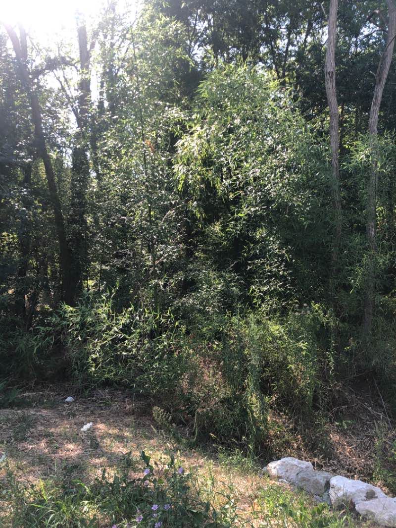 walking near me in Parc de l'Armurier in winter